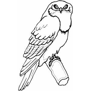 Tawny Frogmouth Coloring Sheet 