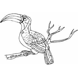 Toucan On Branch Coloring Sheet 