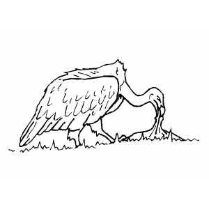 Vulture Coloring Sheet 