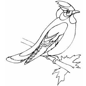 Waxwing Coloring Sheet 