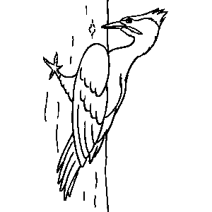 Woodpecker Bird Coloring Sheet 