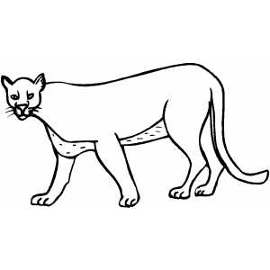 Cougar Coloring Sheet 