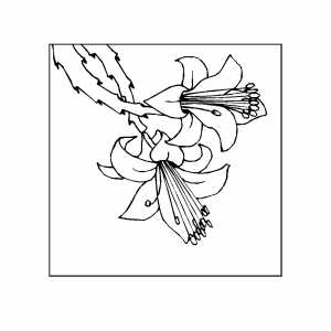 Flowers In Frame Coloring Sheet 