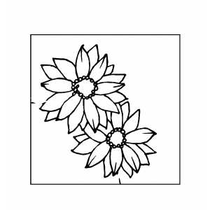 Two Flowers On Cactus Coloring Sheet 