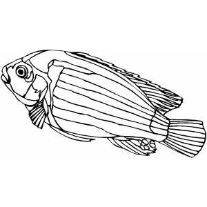 African Cichlid Coloring Sheet 