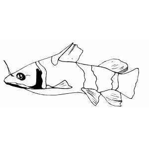 Catfish Coloring Sheet 