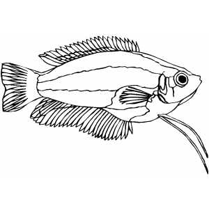 Dwarf Gourami Coloring Sheet 