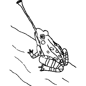 Frog Coloring Sheet 