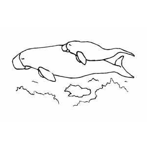 Manatee And Calf Coloring Sheet 