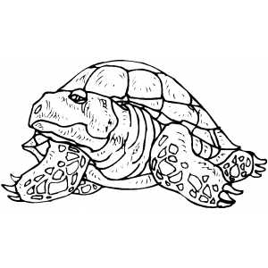 Old Tortoise Coloring Sheet 