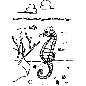 Sea Horse Coloring Sheet 