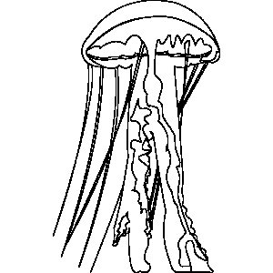 jellyfish Coloring Sheet 