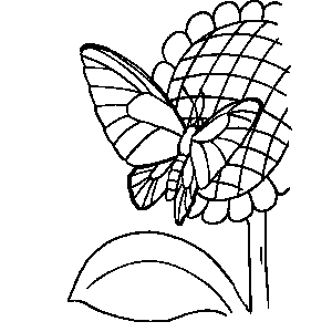 Butterfly on Flower Coloring Sheet 