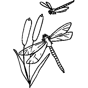 Dragonfly Coloring Sheet 