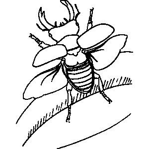 Fly Coloring Sheet 
