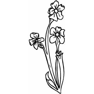 Flowers2 Coloring Sheet 