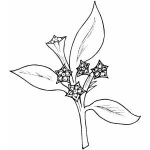 Flowers24 Coloring Sheet 