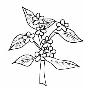 Flowers25 Coloring Sheet 