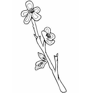 Flowers32 Coloring Sheet 