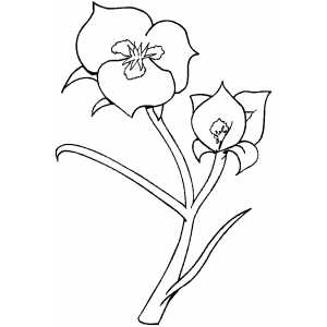 Flowers37 Coloring Sheet 