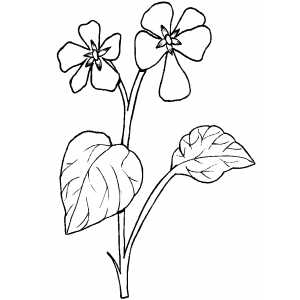 Flowers38 Coloring Sheet 