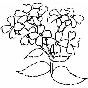 Flowers40 Coloring Sheet 