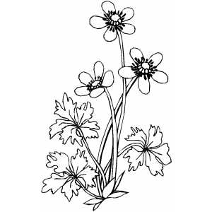 Flowers47 Coloring Sheet 