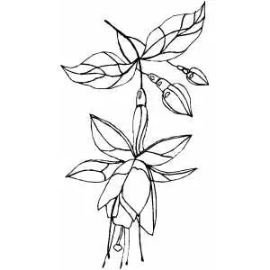Flowers50 Coloring Sheet 