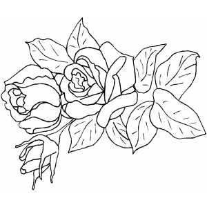Roses In Nature Coloring Sheet 