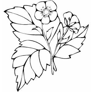 Strawberry Coloring Sheet 
