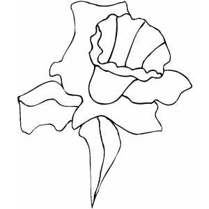Daffodil Coloring Sheet 