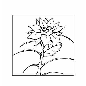 Flower In Frame Coloring Sheet 