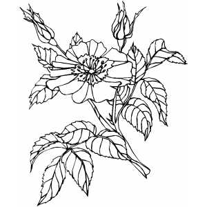 Flower On The Tree Coloring Sheet 