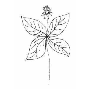 Flower With Big Leaves Coloring Sheet 
