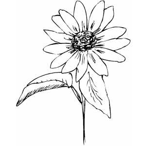 Flower With Fifteen Petals Coloring Sheet 