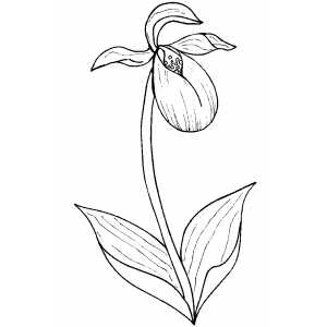 Flowers34 Coloring Sheet 