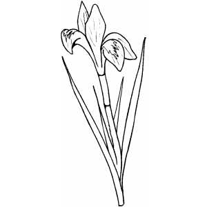 Flowers36 Coloring Sheet 