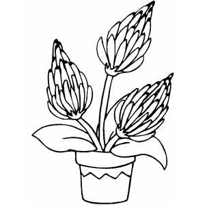 Three Flowers In Pot Coloring Sheet 