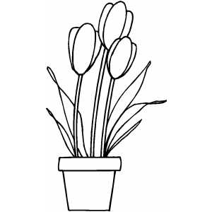 Three Tulips In Pot Coloring Sheet 