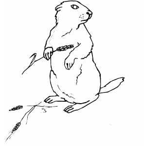Beaver With Wheat Coloring Sheet 