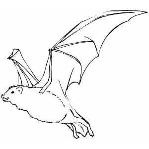 Flying Bat Coloring Sheet 