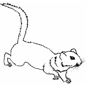 Ground Squirrel Coloring Sheet 