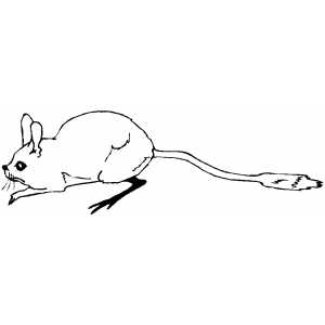 Jerboa Coloring Sheet 