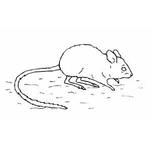 Kangaroo Rat Coloring Sheet 