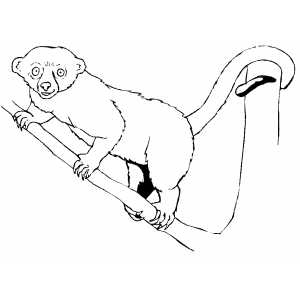 Kinkajou Coloring Sheet 