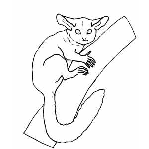 Lemur On Branch Coloring Sheet 