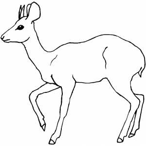 Marching Antelope Coloring Sheet 