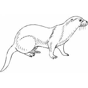 Mink Coloring Sheet 