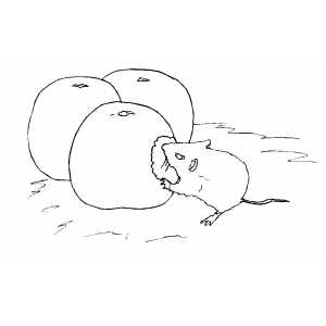 Mouse Eating Apple Coloring Sheet 
