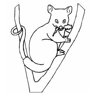 Opposum With Food Coloring Sheet 